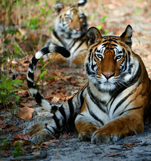 Wildlife